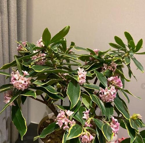 瑞香剪枝指南（掌握正确时间和技巧，让瑞香更美丽）-第2张图片-绿意生活