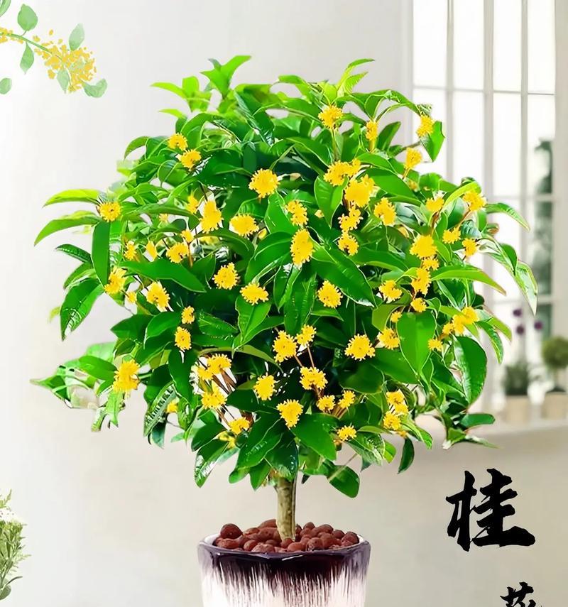 金桂怎样才能开出盛放的花朵？（打造美丽芳香的家庭花园）-第3张图片-绿意生活