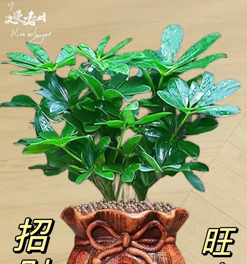 探秘发财树与七叶莲的神秘生命-第1张图片-绿意生活