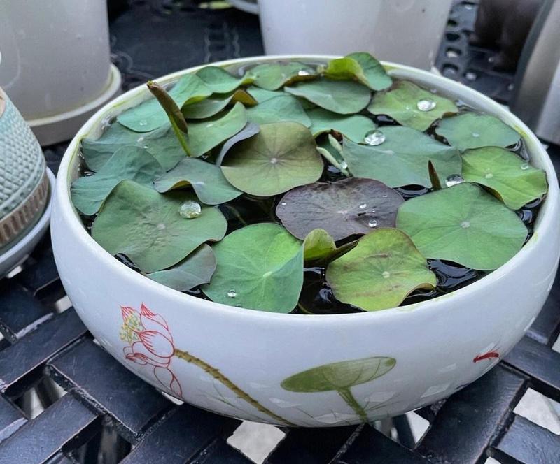 马粪能否直接用于种花？（探究马粪对植物生长的影响及使用注意事项）-第1张图片-绿意生活