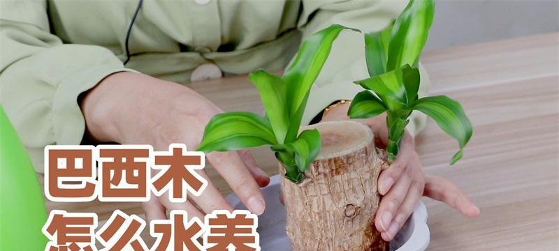 洋兰的水养方法与注意事项（轻松打造盆栽兰花，让生活更美好）-第2张图片-绿意生活