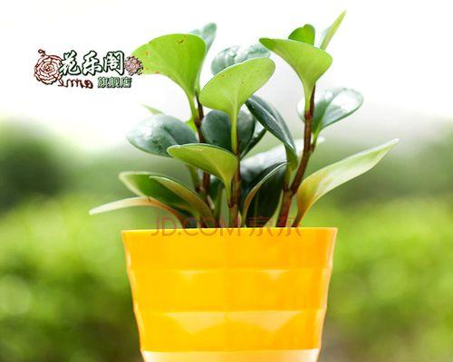 豆瓣绿的喜阳还是喜阴？（寻找适合豆瓣绿的生长环境）-第2张图片-绿意生活
