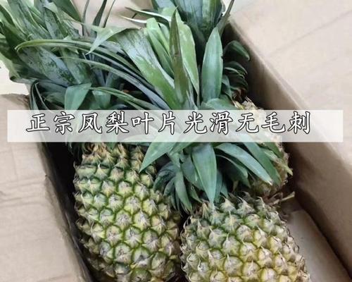 探究菠萝产地及其特点（掌握菠萝产地分布情况，了解各地菠萝品质差异）-第2张图片-绿意生活
