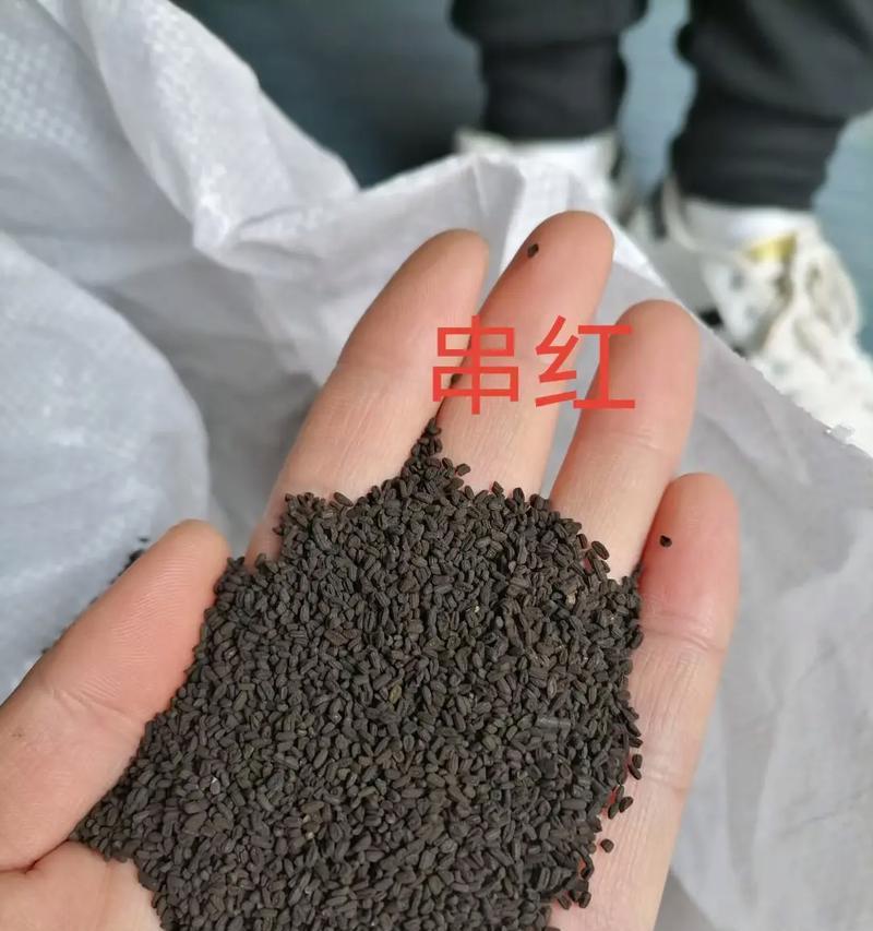 一串红花期及开花时间（仙人掌科植物一串红的生长特性与繁殖方式）-第1张图片-绿意生活