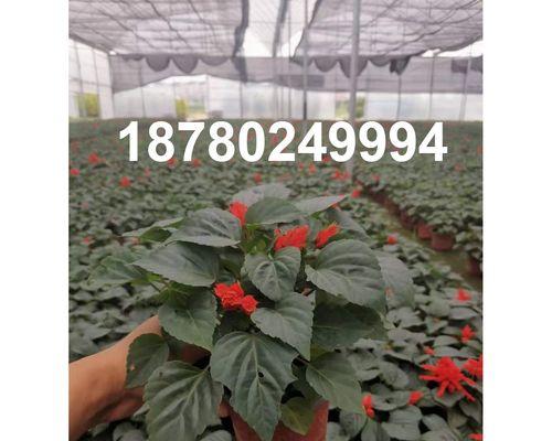 一串红花期及开花时间（仙人掌科植物一串红的生长特性与繁殖方式）-第2张图片-绿意生活