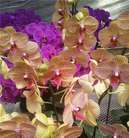 室内植物浇水时间间隔掌握方法（定期浇水，健康成长，叶片亮丽）-第1张图片-绿意生活