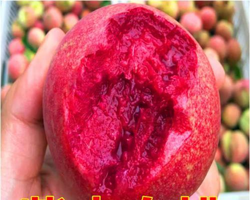 北方可以种植的桃树品种推荐（选购、栽种、养护全攻略）-第1张图片-绿意生活