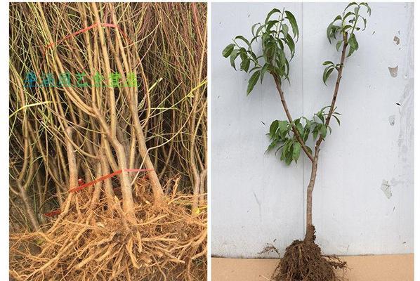 北方可以种植的桃树品种推荐（选购、栽种、养护全攻略）-第2张图片-绿意生活