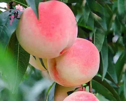 北方可以种植的桃树品种推荐（选购、栽种、养护全攻略）-第3张图片-绿意生活