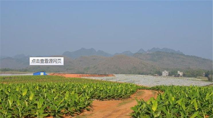 香蕉树的种植及适宜地点分析（北方果树种植技巧与方法）-第1张图片-绿意生活