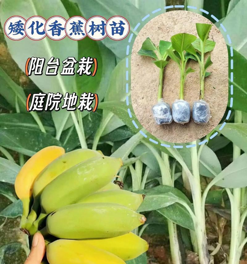 香蕉树的种植及适宜地点分析（北方果树种植技巧与方法）-第2张图片-绿意生活