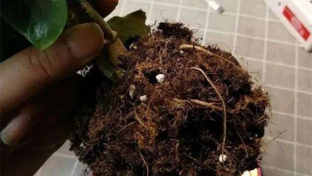 长寿花叶子发蔫原因及补救方法（植物护理必读，让长寿花重新焕发生机！）-第1张图片-绿意生活