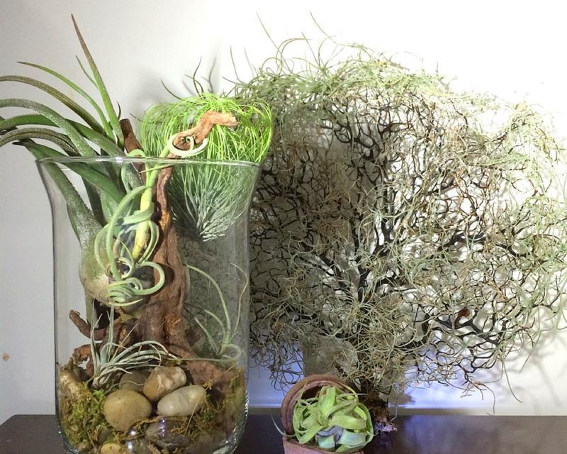 空气凤梨繁殖方法及注意事项（简单易行的空气凤梨繁殖技巧）-第3张图片-绿意生活