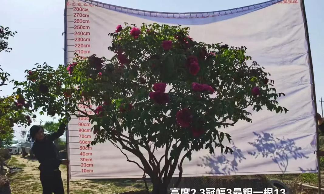 牡丹，树还是花？（探寻牡丹真实身份的历史和现实）-第3张图片-绿意生活