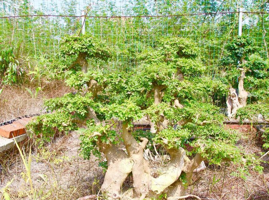 如何防止节白蜡发芽？（蜡果园主的教练经验分享）-第1张图片-绿意生活