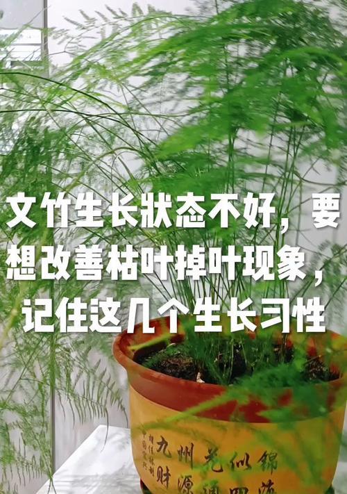 文竹的生长环境和生长地方条件（探究文竹的适宜生长条件）-第1张图片-绿意生活