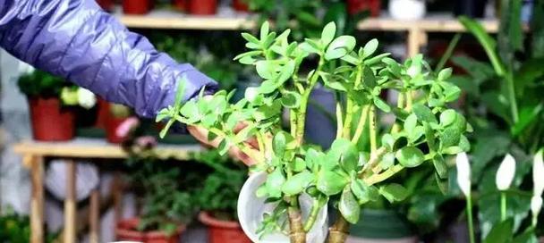 唐菖蒲的生长环境及特性（探讨唐菖蒲的阳光与阴凉之喜好）-第2张图片-绿意生活