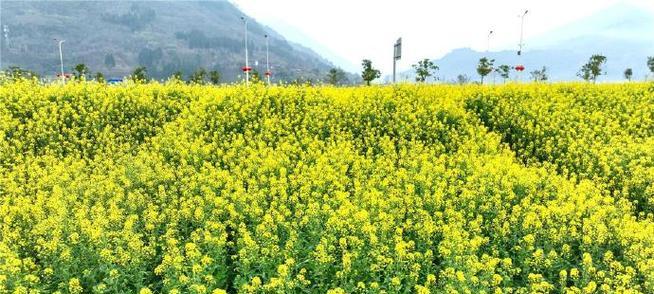 油菜种植时间选择（最佳时间是什么？如何选择种植时间？种植时间与收成有什么关系？）-第1张图片-绿意生活