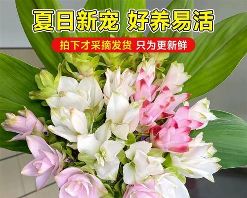 姜花水养方法（水养姜花，轻松养出美丽生命）-第1张图片-绿意生活