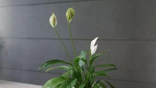 客厅玄关放什么植物好（15种适合客厅玄关的绿色植物）-第1张图片-绿意生活