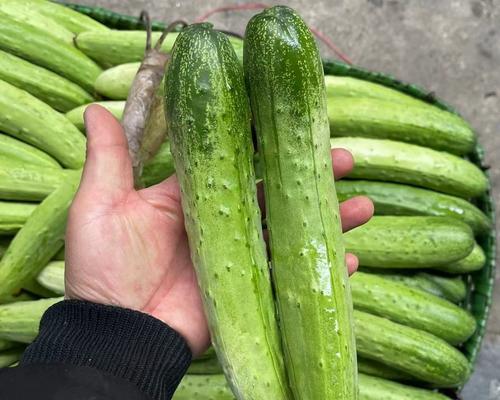 吃黄瓜需要去皮吗？（探讨黄瓜皮的营养价值与食用建议。）-第1张图片-绿意生活