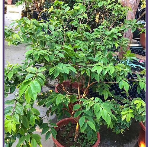嘉宝果冬天掉叶子？——解决你的疑惑！（嘉宝果在冬季为什么会掉叶子？——植物生长的自然规律）-第2张图片-绿意生活