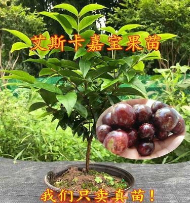 嘉宝果冬天掉叶子？——解决你的疑惑！（嘉宝果在冬季为什么会掉叶子？——植物生长的自然规律）-第3张图片-绿意生活