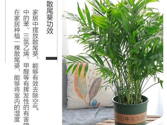 散尾葵的肥料选择（什么样的肥料适合散尾葵的生长？）-第3张图片-绿意生活