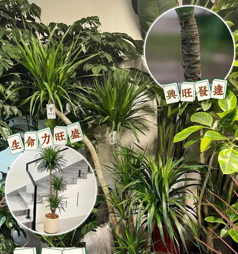 龙须树的适宜肥料及使用方法（龙须树养护指南，营养素的重要性）-第3张图片-绿意生活