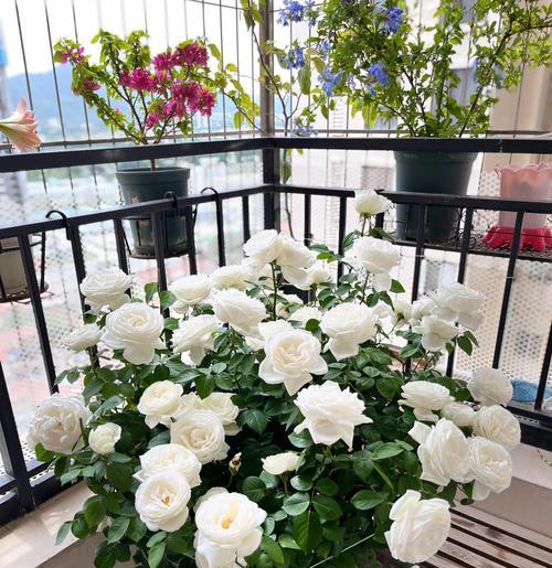 在家种植白玫瑰，轻松拥有浪漫之花（家里可以种白玫瑰吗？种植技巧和注意事项解析）-第1张图片-绿意生活