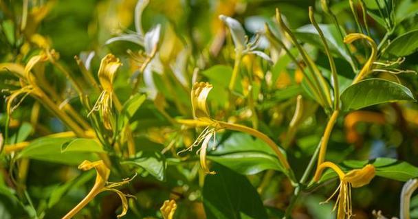 金银花是什么植物？（探秘金银花的特点、生长环境和用途）-第1张图片-绿意生活