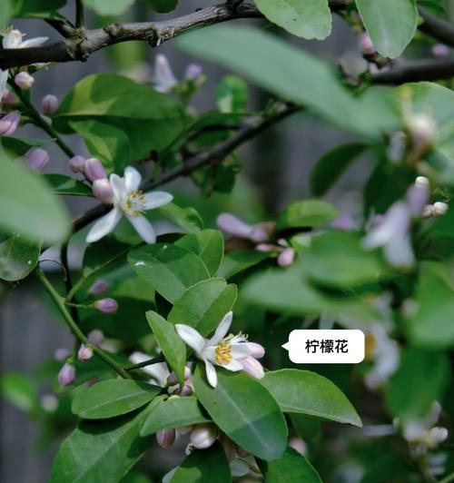 柠檬的开花特点及影响（一年几次开花？开花时间？对果实产量的影响？）-第1张图片-绿意生活