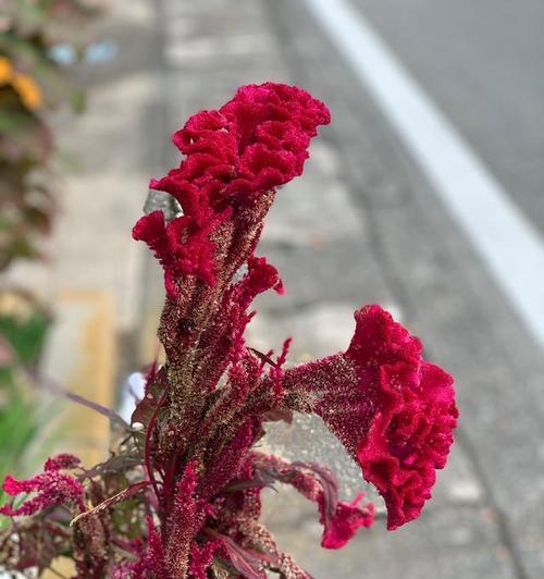 如何种植鸡冠花（从选种到养护，完整种植指南）-第3张图片-绿意生活