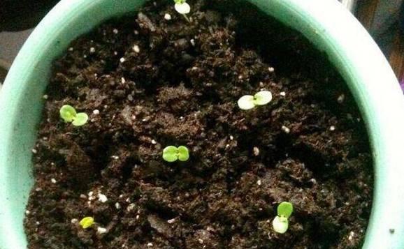 含羞草的浇水频率掌握要点（科学浇水，让含羞草生长更健康）-第3张图片-绿意生活