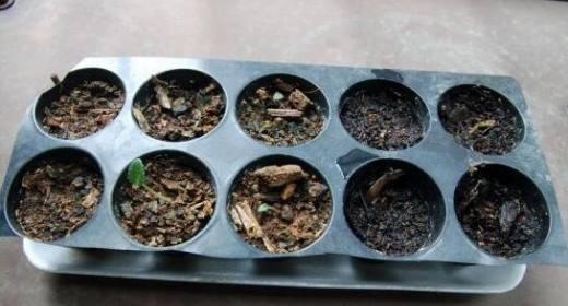仙客来的繁殖方法剖析（利用生物学知识实现高效繁殖）-第2张图片-绿意生活