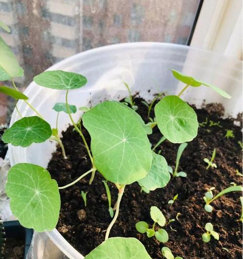 茶花摘心打顶的时间与方法（合理掌握时间方法，打造茶花盆景美）-第1张图片-绿意生活