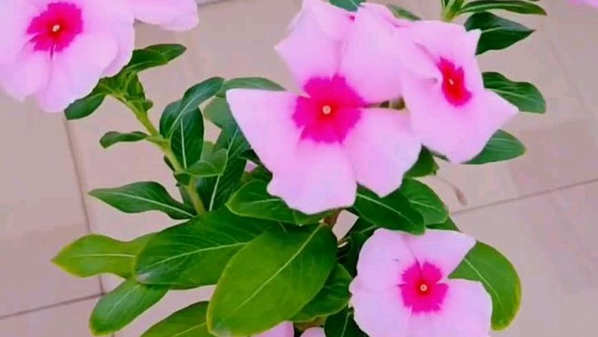 茶花摘心打顶的时间与方法（合理掌握时间方法，打造茶花盆景美）-第3张图片-绿意生活