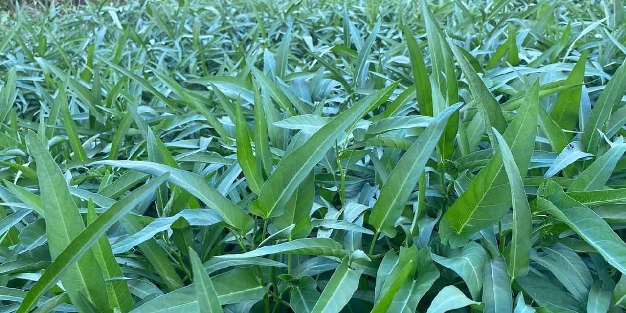 空心菜——一种营养丰富的蔬菜（了解空心菜的营养价值与烹饪方法）-第1张图片-绿意生活
