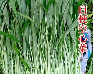 空心菜——一种营养丰富的蔬菜（了解空心菜的营养价值与烹饪方法）-第2张图片-绿意生活