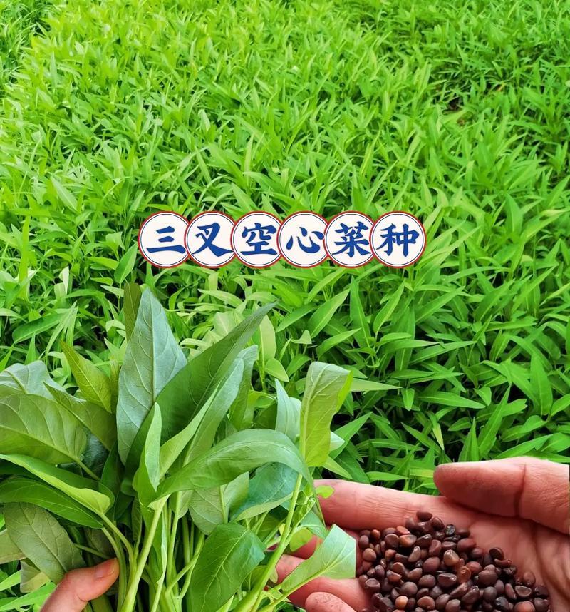 空心菜——一种营养丰富的蔬菜（了解空心菜的营养价值与烹饪方法）-第3张图片-绿意生活