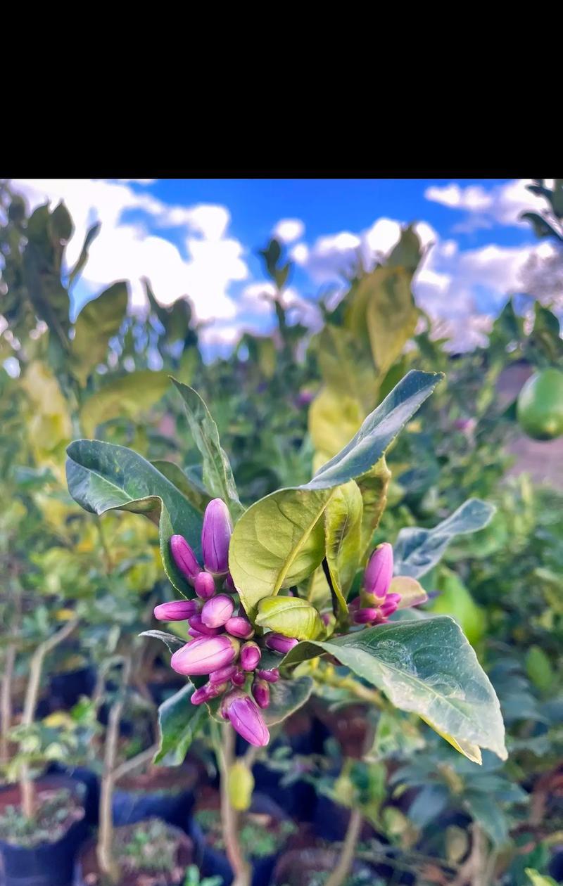 香水茉莉的开花时间及次数（了解香水茉莉的生长规律，让你拥有更美好的花园）-第1张图片-绿意生活