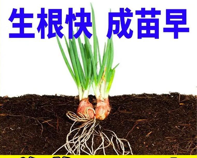 洋葱水培还是土培？如何选择？（探讨洋葱水培与土培的区别及优缺点，为您提供种植参考。）-第2张图片-绿意生活