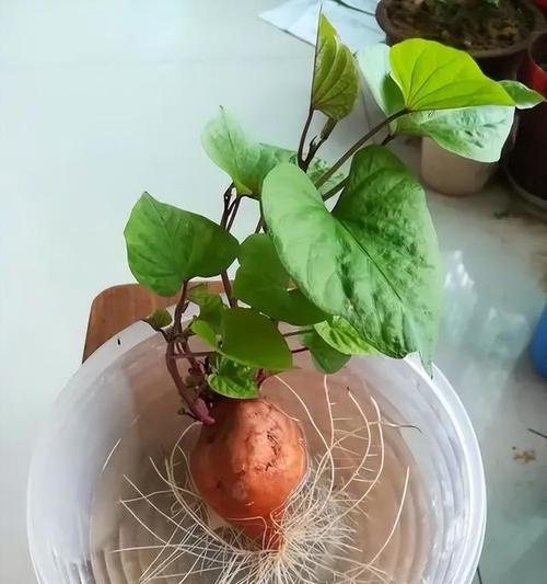 洋葱水培还是土培？如何选择？（探讨洋葱水培与土培的区别及优缺点，为您提供种植参考。）-第3张图片-绿意生活