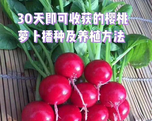 樱桃的种植和养护（了解樱桃的生长环境和注意事项）-第1张图片-绿意生活