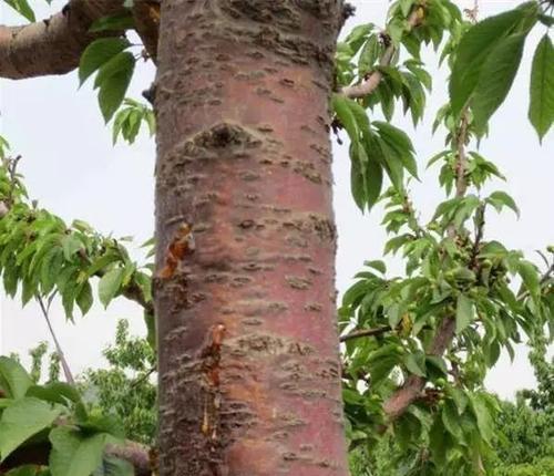 樱桃的种植和养护（了解樱桃的生长环境和注意事项）-第3张图片-绿意生活