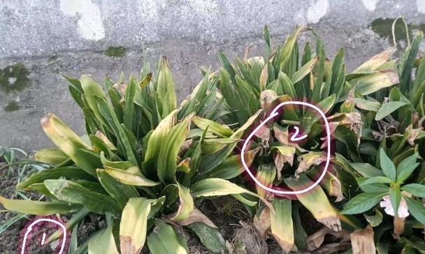 万年青的种植技巧（掌握正确的土壤配比，打造强健的万年青）-第2张图片-绿意生活