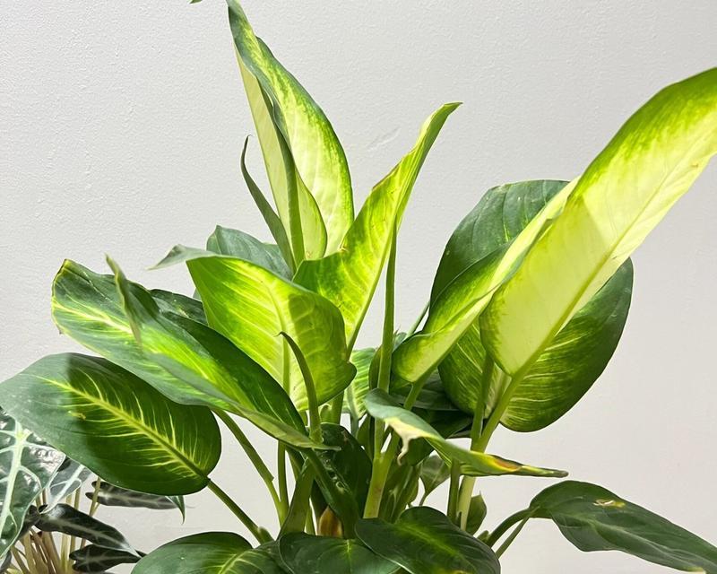 万年青的种植技巧（掌握正确的土壤配比，打造强健的万年青）-第3张图片-绿意生活