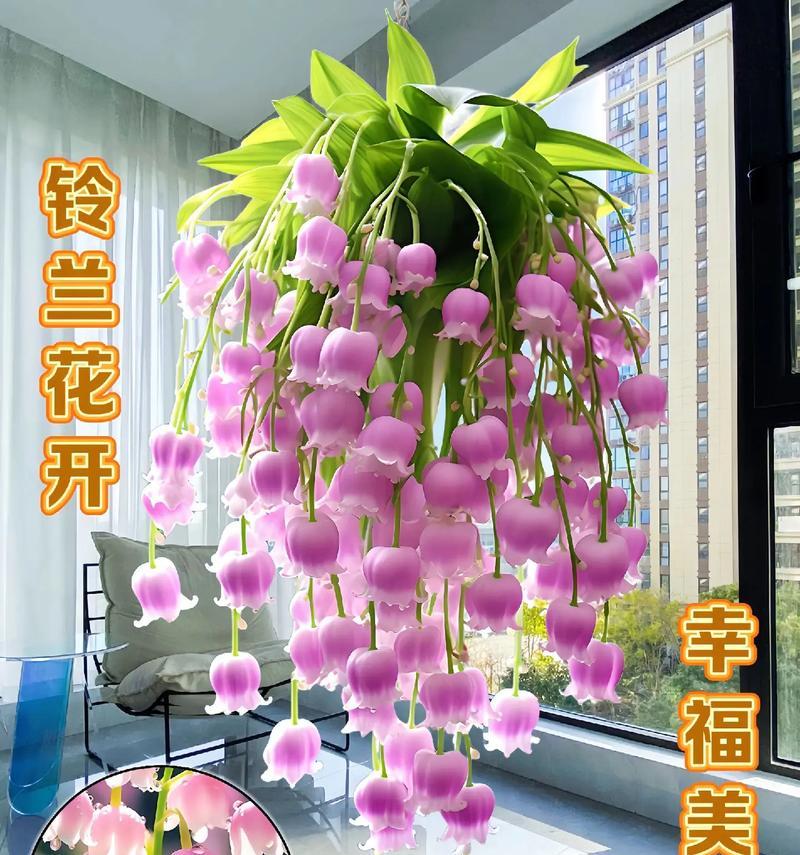 铃兰开花后的处理方法（让铃兰开花更加美丽的技巧）-第1张图片-绿意生活