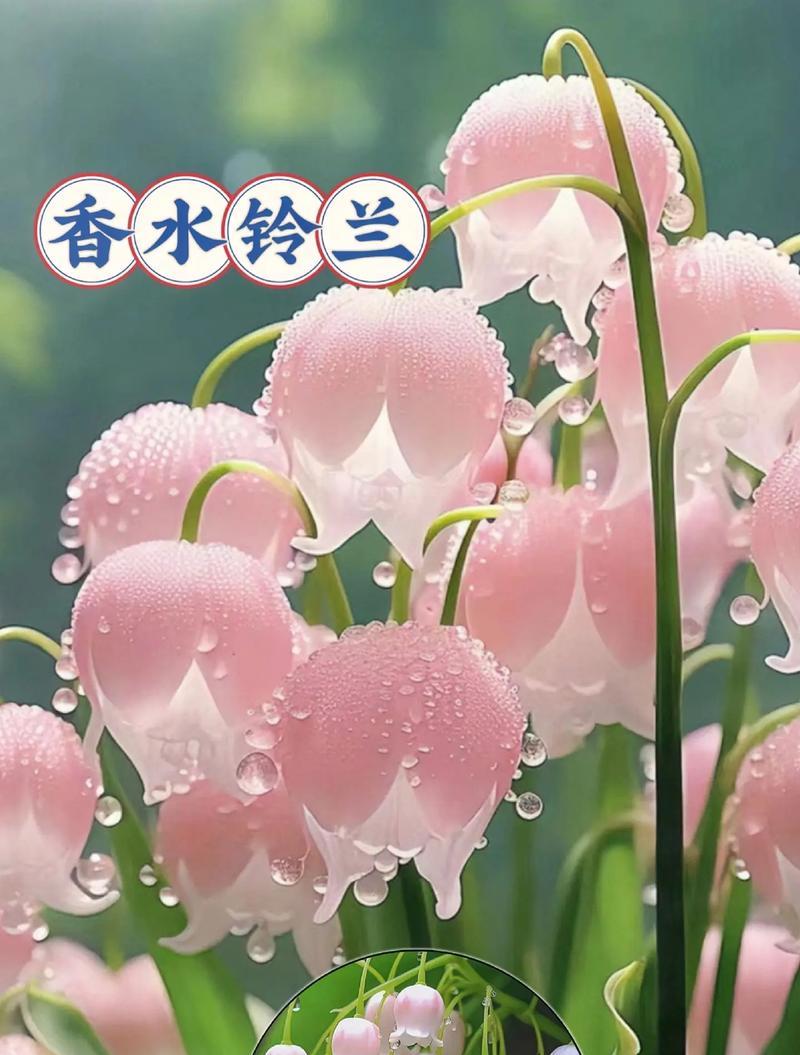 铃兰开花后的处理方法（让铃兰开花更加美丽的技巧）-第3张图片-绿意生活