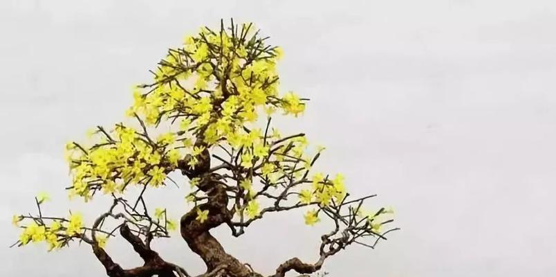 迎春花换盆时间及注意事项（春季花卉管理之迎春花换盆技巧）-第2张图片-绿意生活
